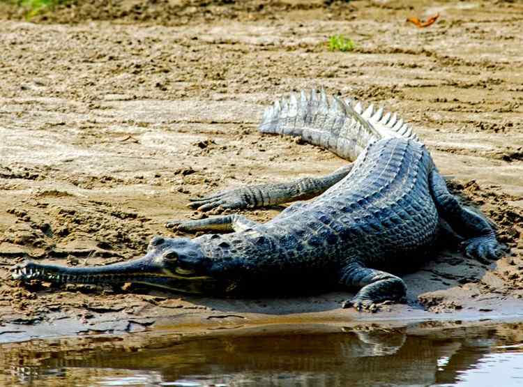 chitwan-jungle-safari