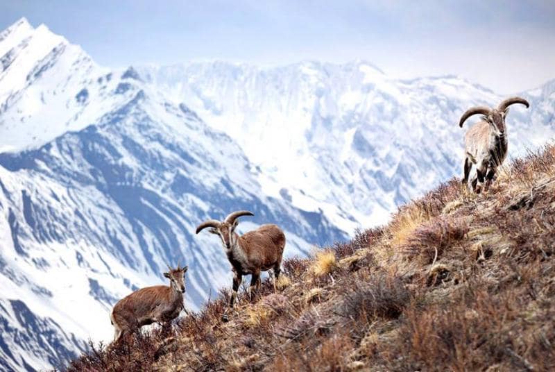 hunting in nepal